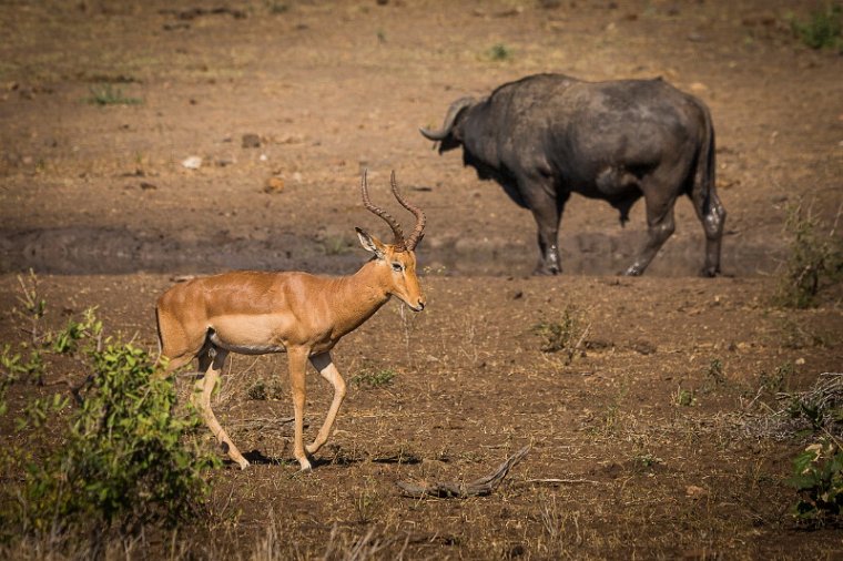 101 Kruger National Park, impala en buffel.jpg